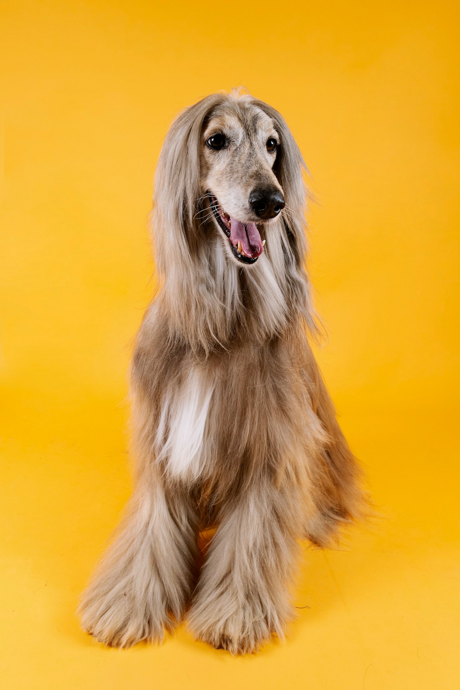 Afghan Hounds: Beauty and Elegance