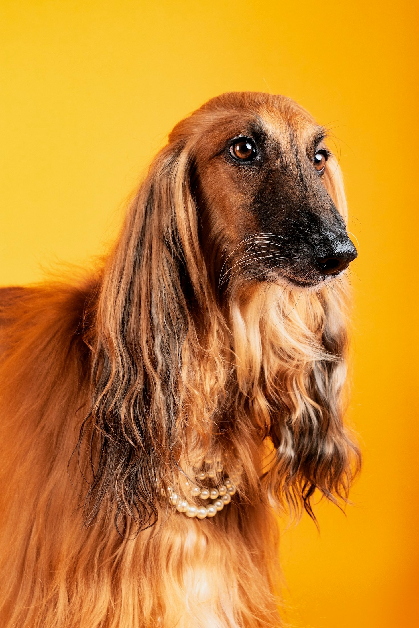Top Traits of Afghan Hounds Highlighted