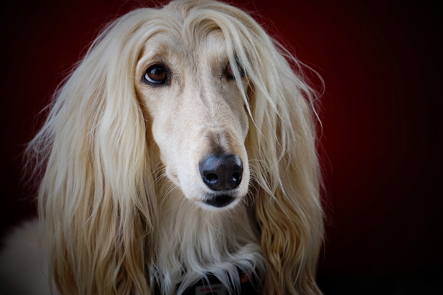 Training Tips for Afghan and Irish Hounds