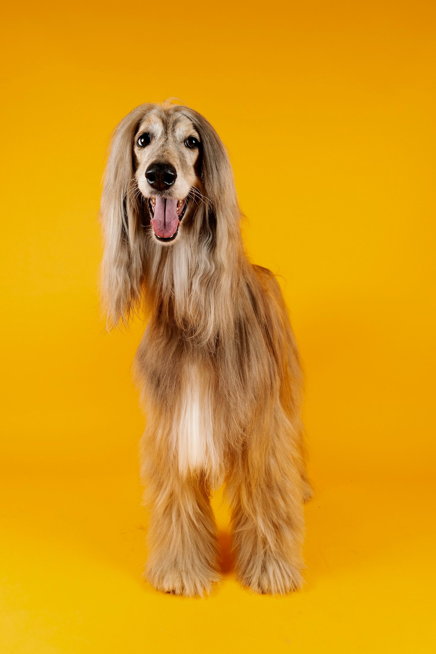 The Legacy of Irish Wolfhounds in Culture